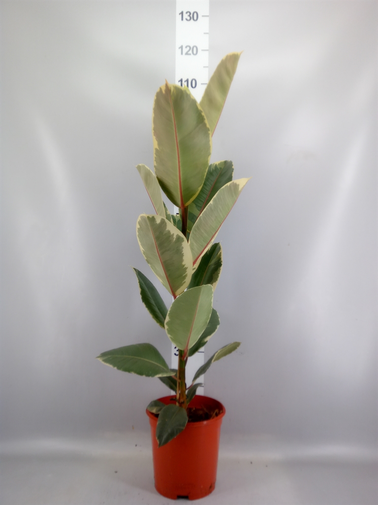 Ficus Tineke 21Ø 100cm