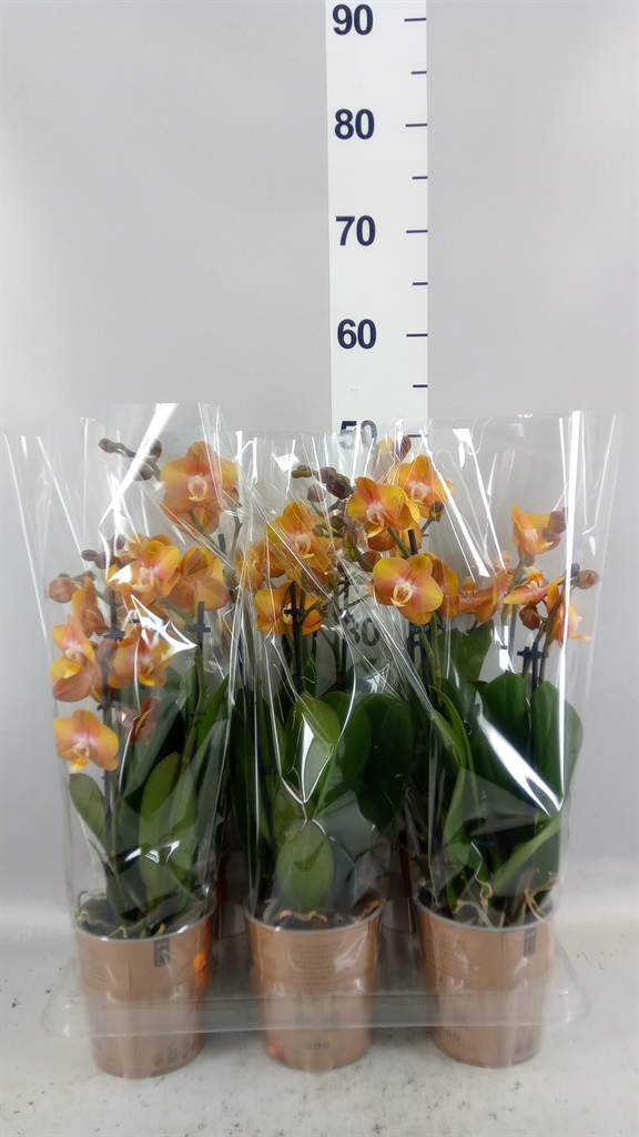 Phalaenopsis Multiflora Las Vegas 12Ø 40cm 3st