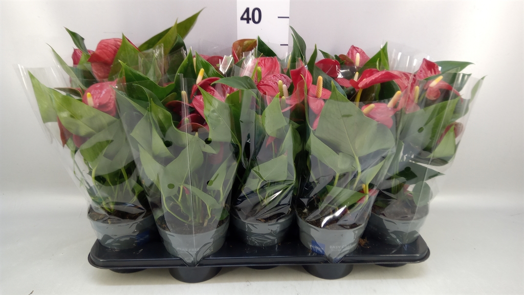 Anthurium Karma Red 12Ø 43cm