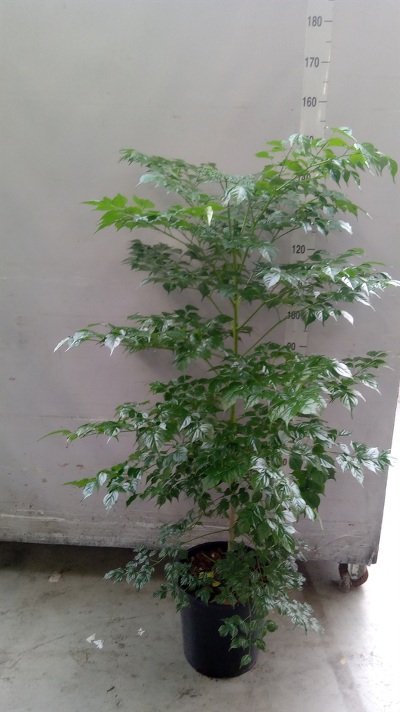 Radermachera Sinica 30Ø 150cm