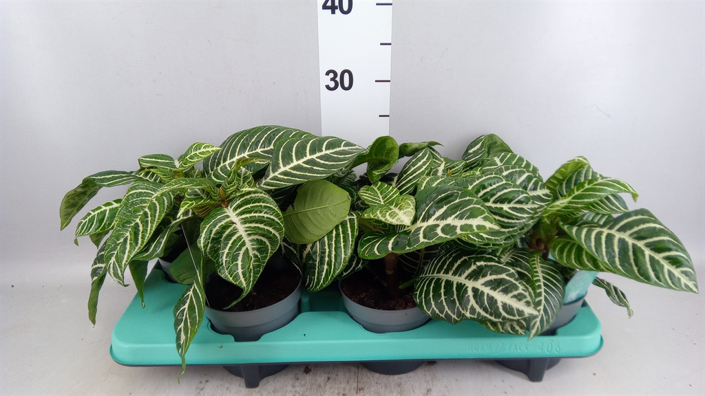 Aphel Sq Green Decorum 13Ø 25cm