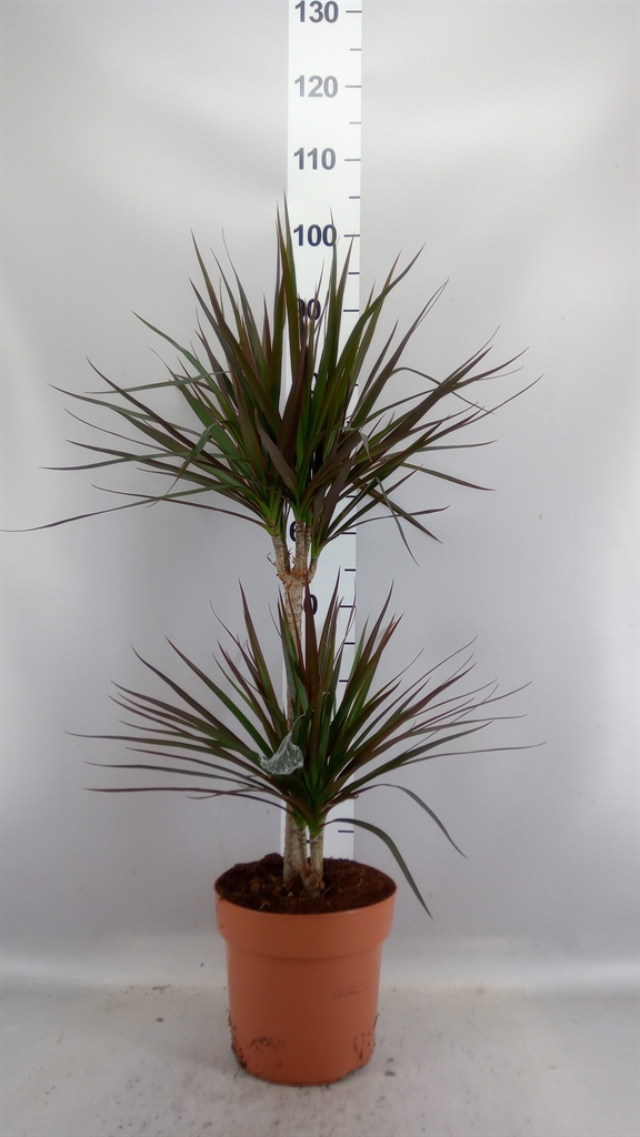Dracaena Magenta 21Ø 95cm