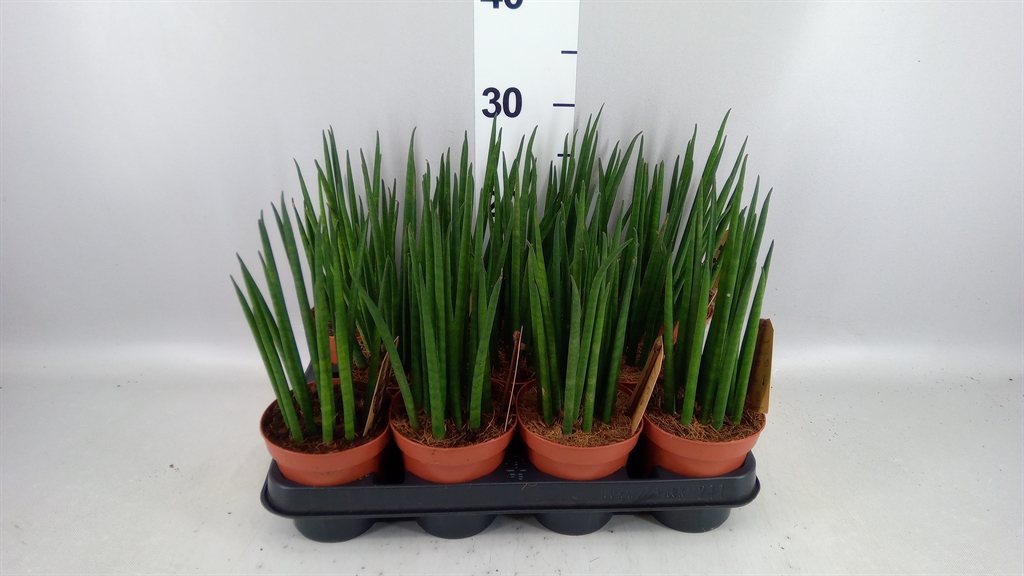 Sansevieria Bacularis 10Ø 30cm
