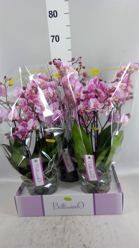 Phal Mf Ov Roze 15Ø 50cm