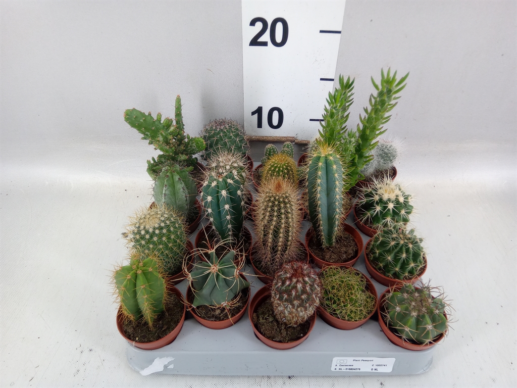 Cactus Mix 5Ø 8cm