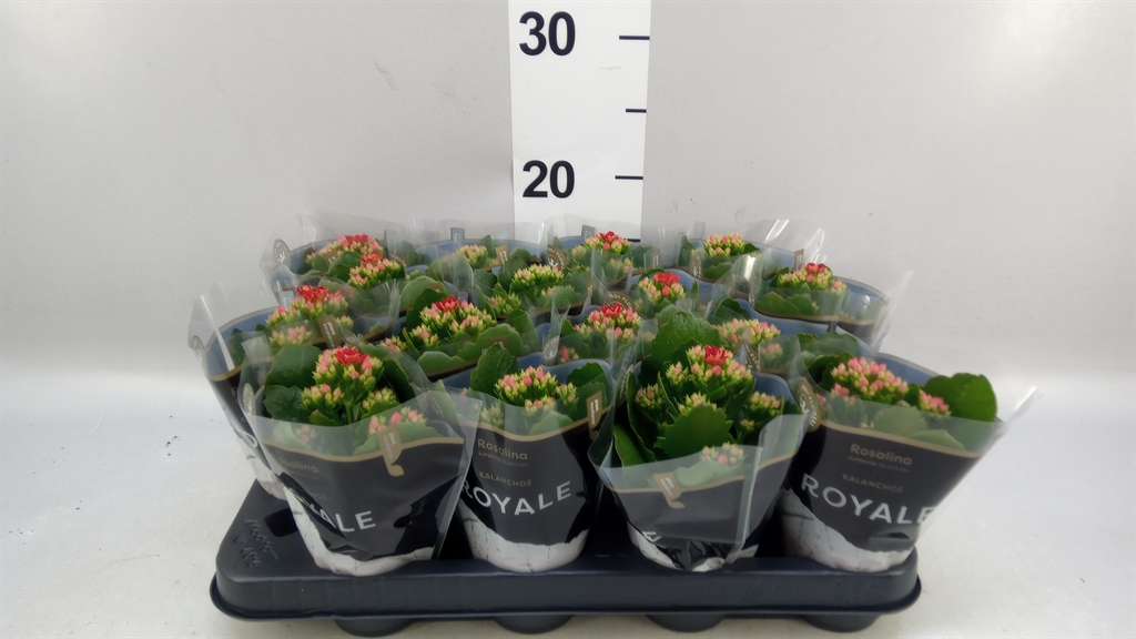 Kalanchoe Double Rosalina Don Justino 7Ø 15cm