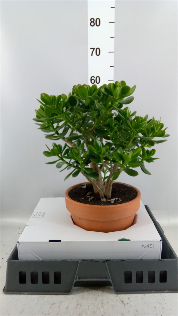 Crassula Ovata 25Ø 50cm