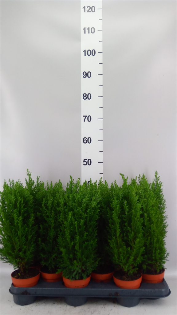 Chamaecyparis Ellwoodii 11Ø 40cm
