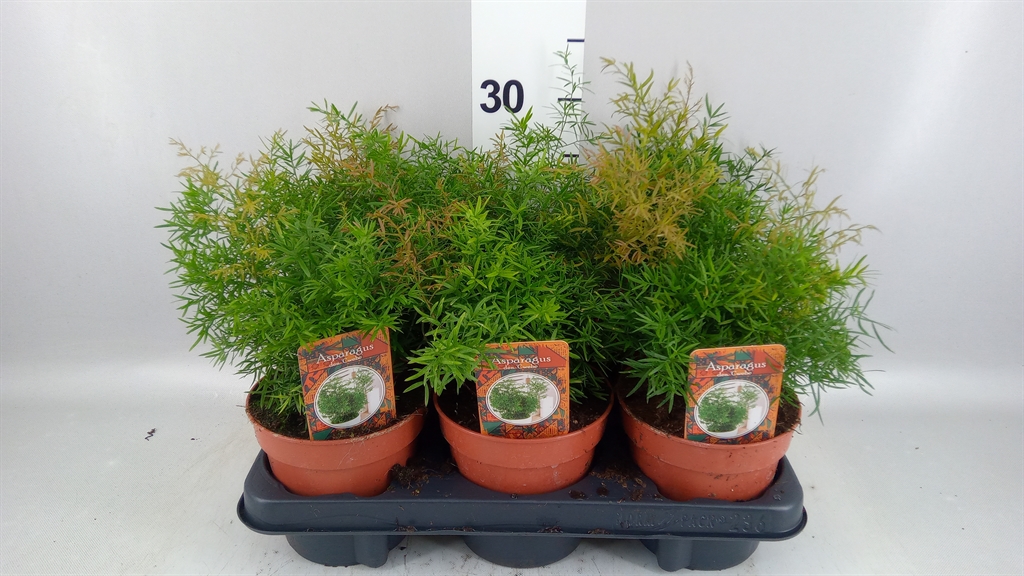 Asparagus Densiflorus Cwebe 13Ø 30cm