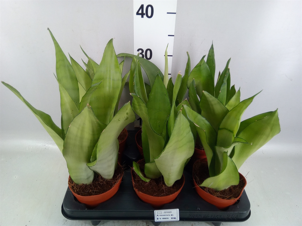 Sansevieria Moonshine 12Ø 35cm