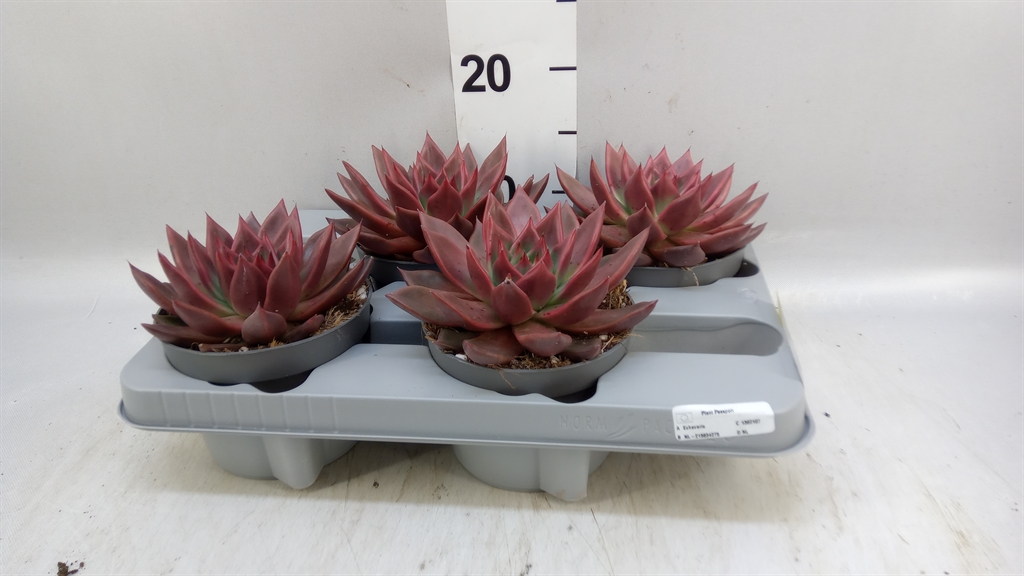 Echeveria Grey Prince 13Ø 15cm