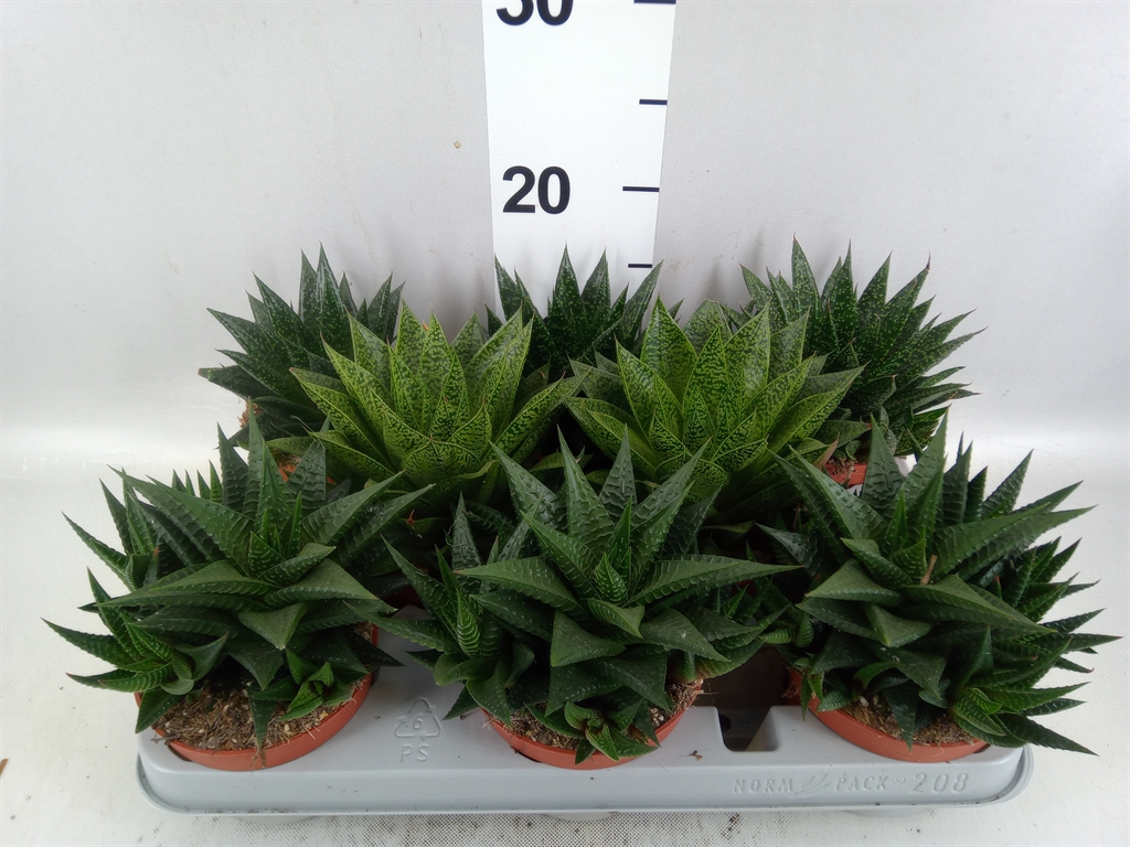 Aloe Mix 10Ø 15cm