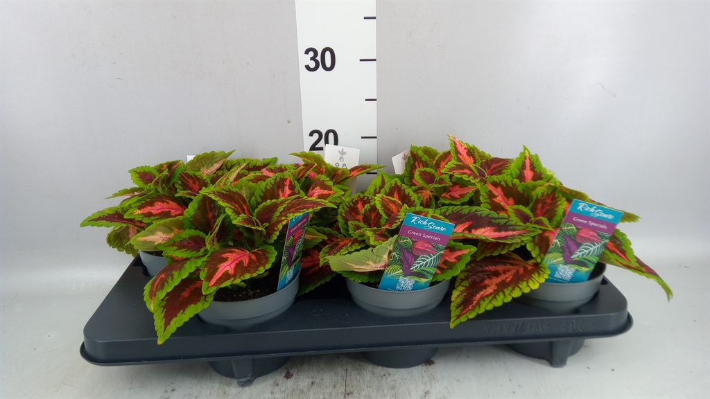 Plectr Col Mst Franklin 13Ø 20cm