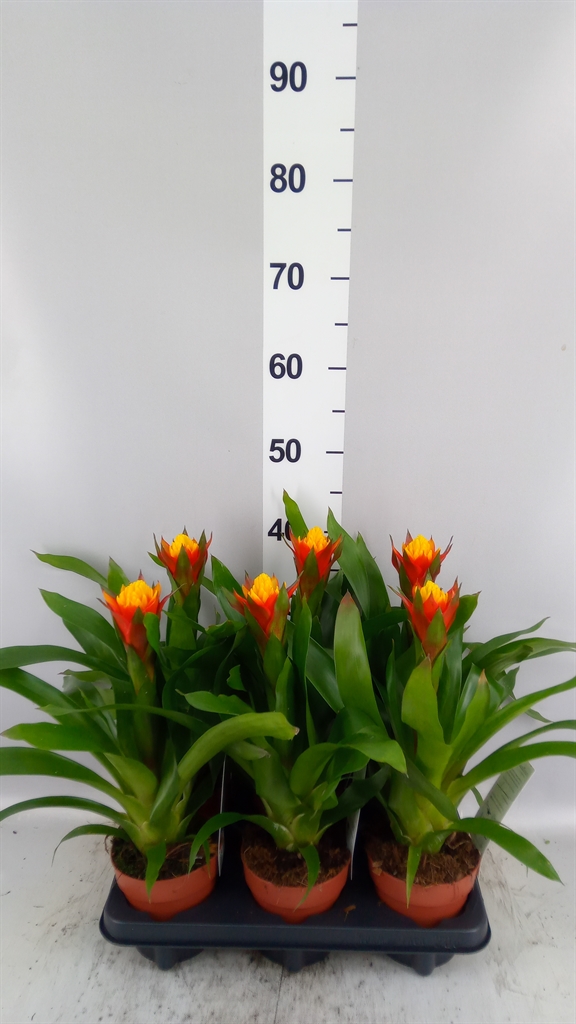 Guzm Yeltix 12Ø 45cm