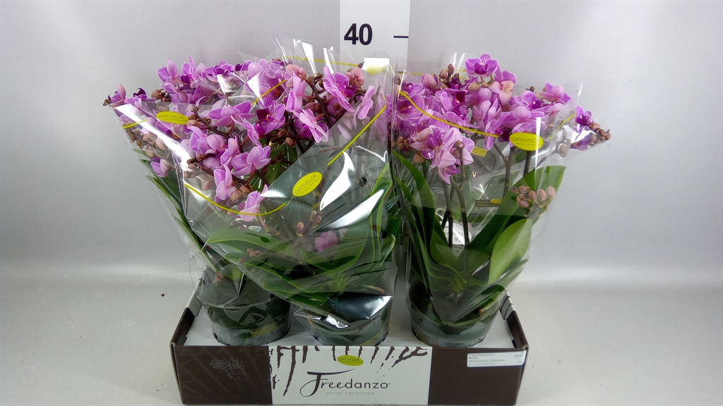 Phal Mf Ov Paars 12Ø 40cm