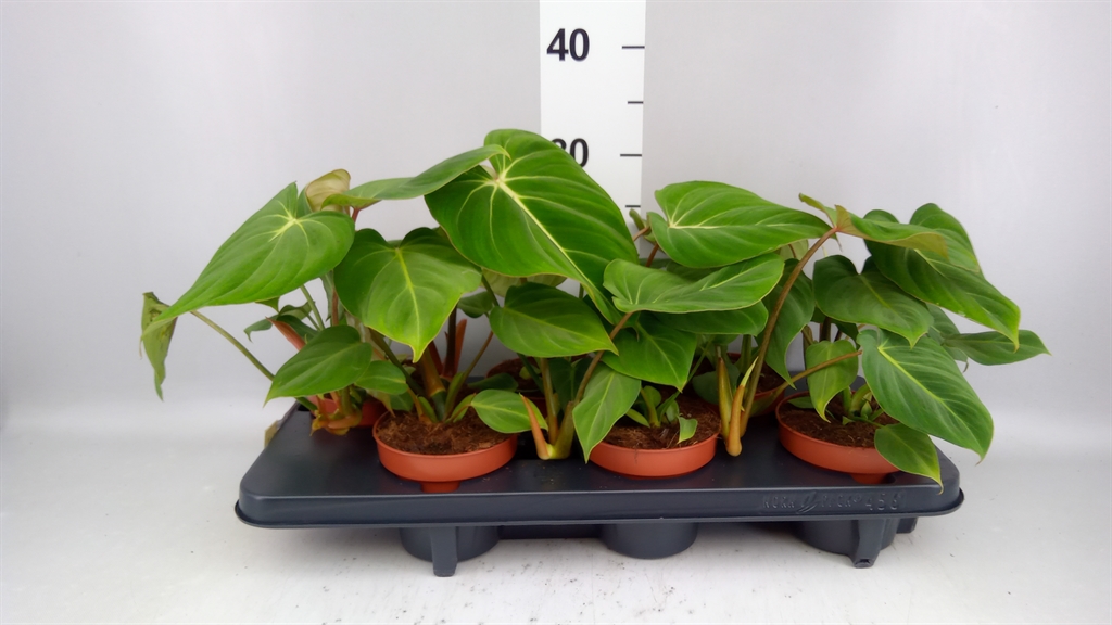 Philodendron Gloriosum 12Ø 30cm