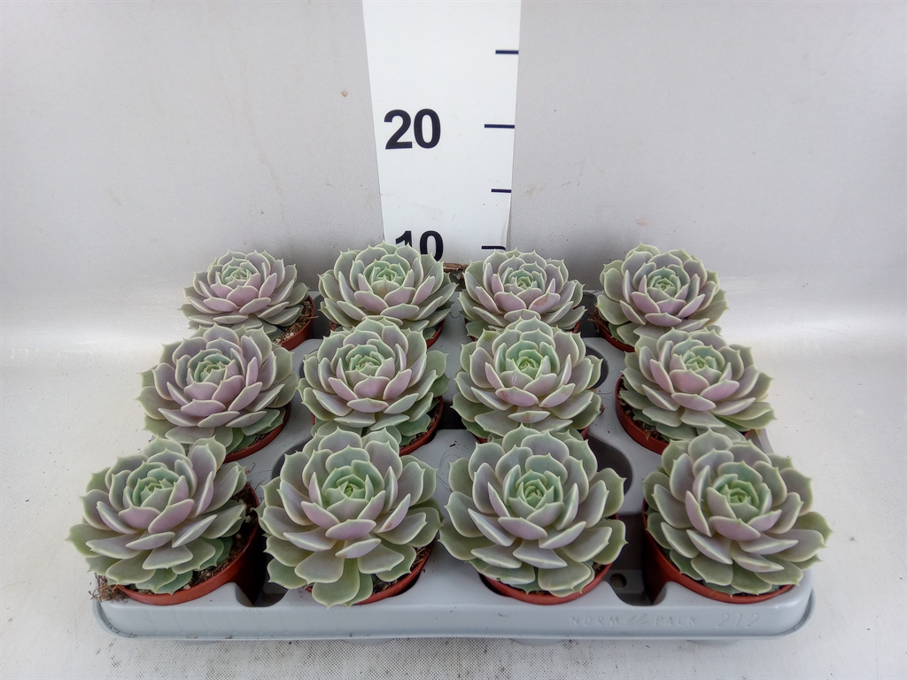 Echeveria Grey Prince 508Ø 10cm