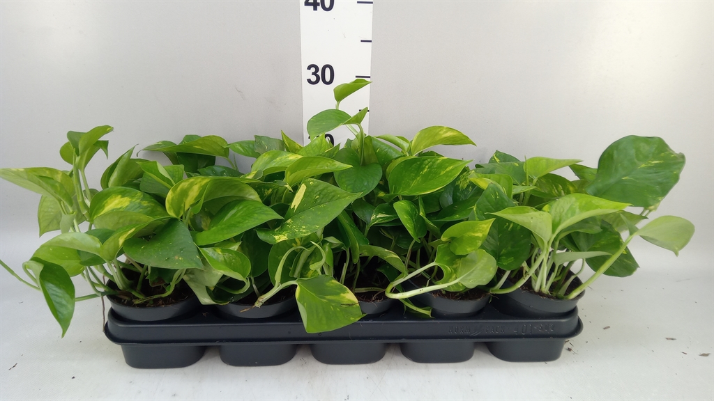 Epipremnum Aureum 12Ø 20cm