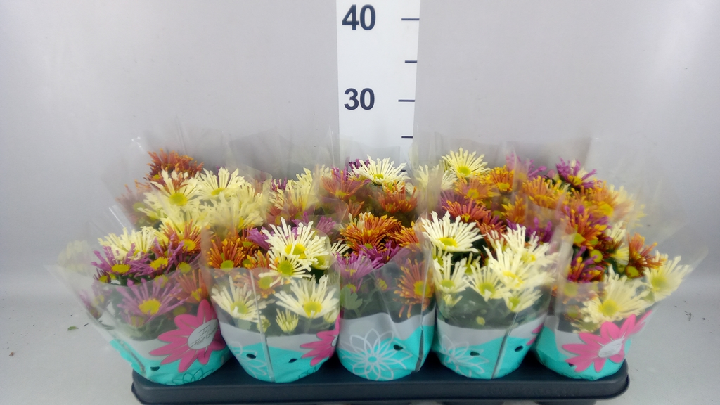 Chrysanth Splash Intense Mix 12Ø 20cm
