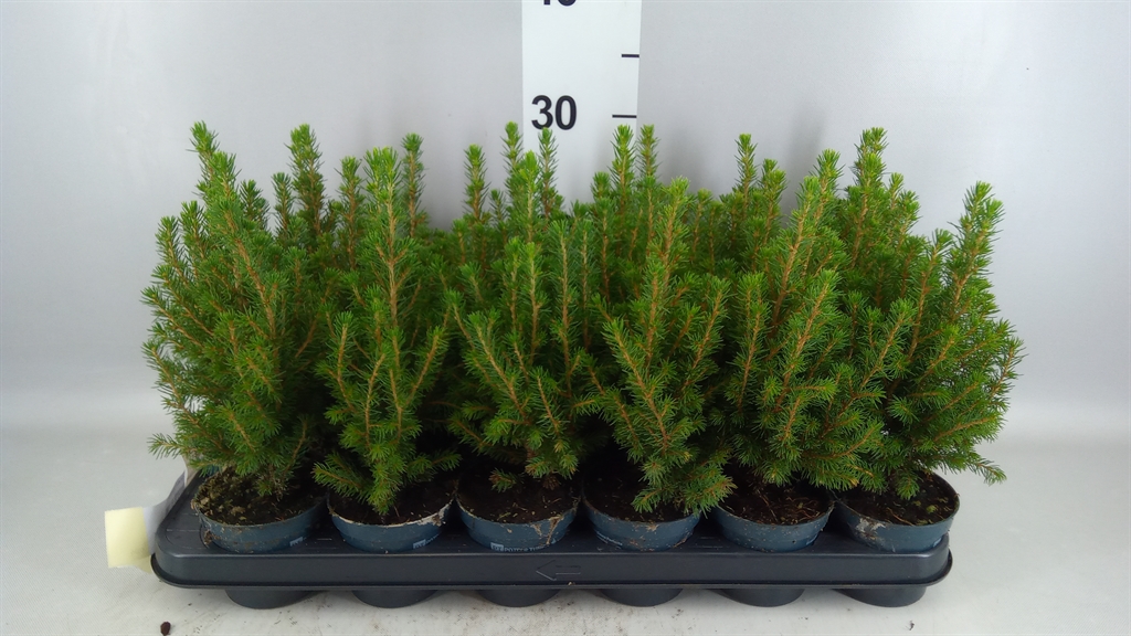 Picea Perfecta 9Ø 26cm