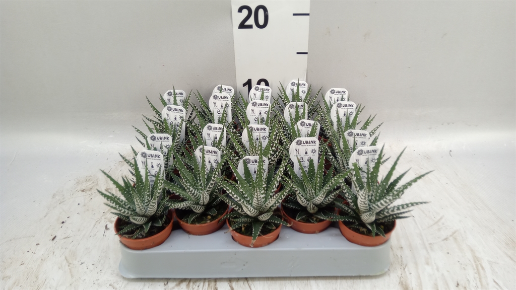 Haworthia Big Band 5Ø 8cm