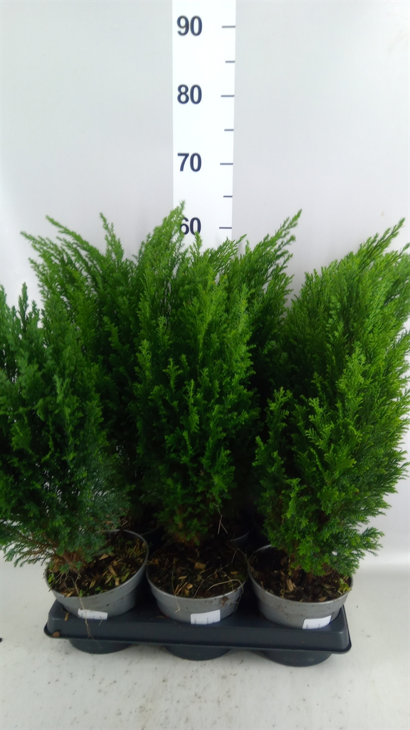 Chamaecyparis Ellwoodii 15Ø 55cm
