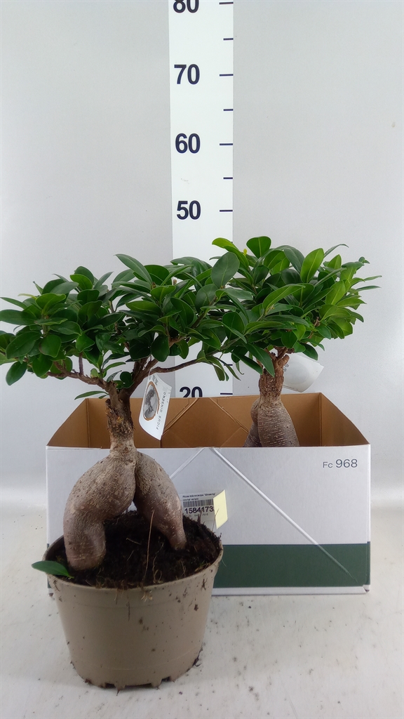 Ficus Microcarpa Ginseng 18Ø 45cm