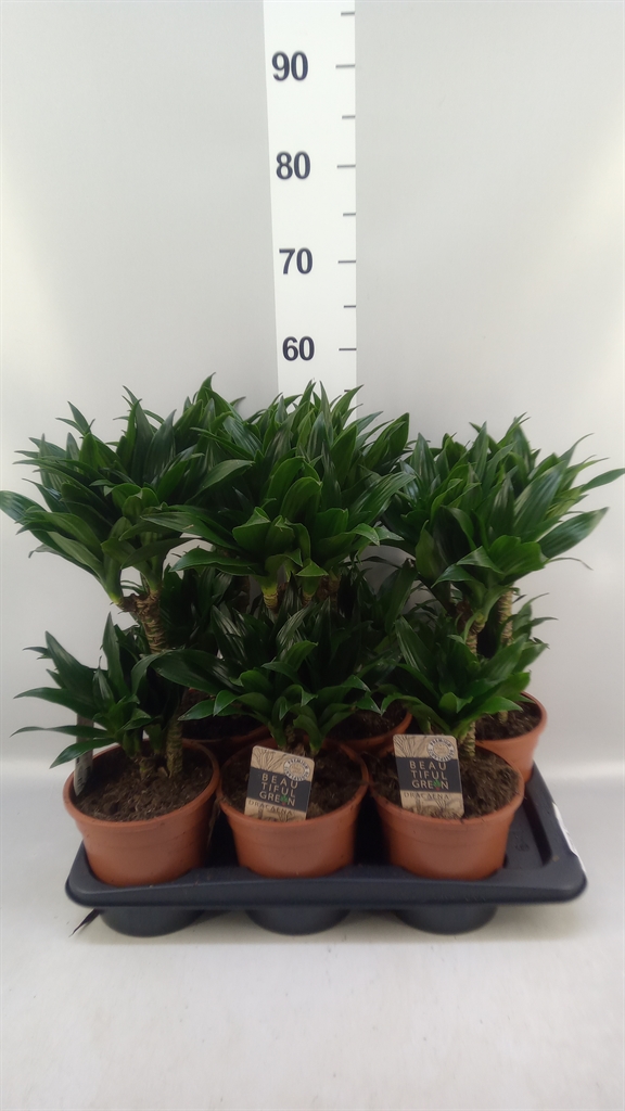 Dracaena Compacta 17Ø 55cm