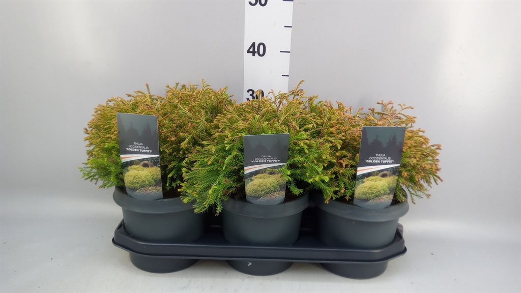 Thuja Occidentalis Golden Tuffet 19Ø 30cm