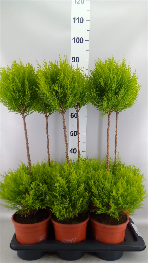 Cupressus Goldcrest Shapes 17Ø 80cm
