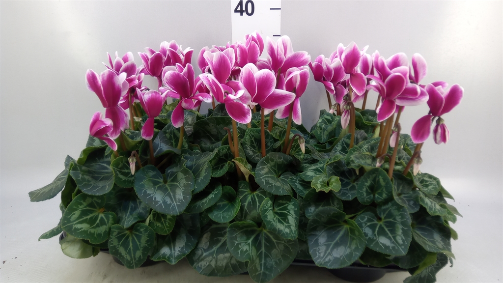 Cyclamen Halios Fantasia 13Ø 30cm