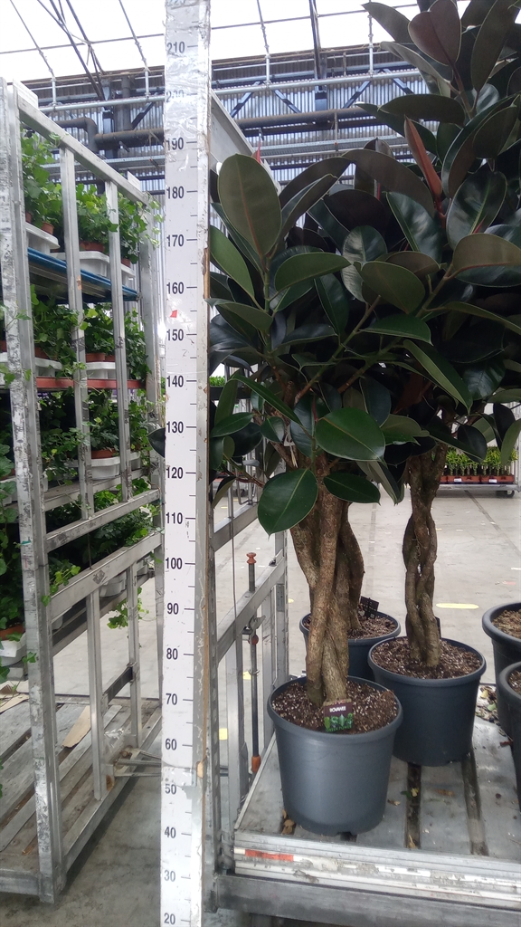 Ficus Burgundy 35Ø 160cm