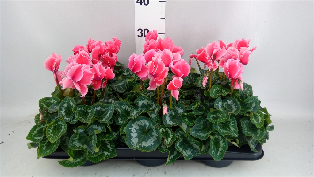Cyclamen Halios Curly Litchi 13Ø 30cm
