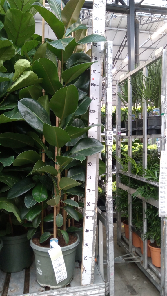 Fic El Robusta 40Ø 200cm