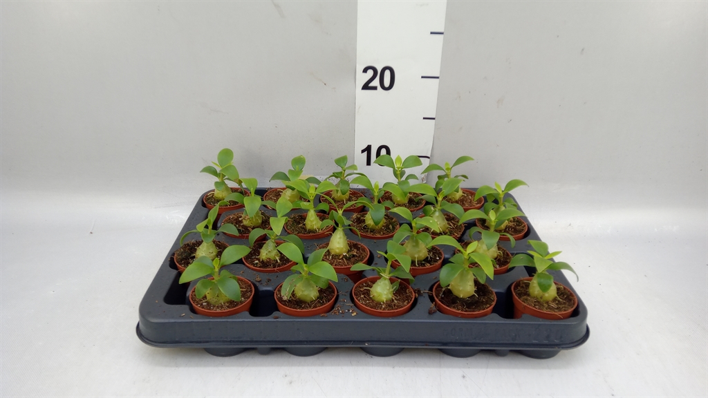 Hydnophytum Papuanum 5Ø 5cm