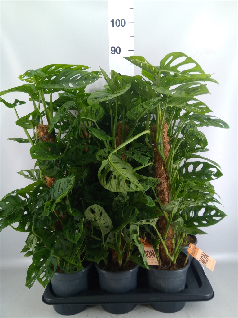 Monstera Adansonii Monkey Leaf 16Ø 70cm