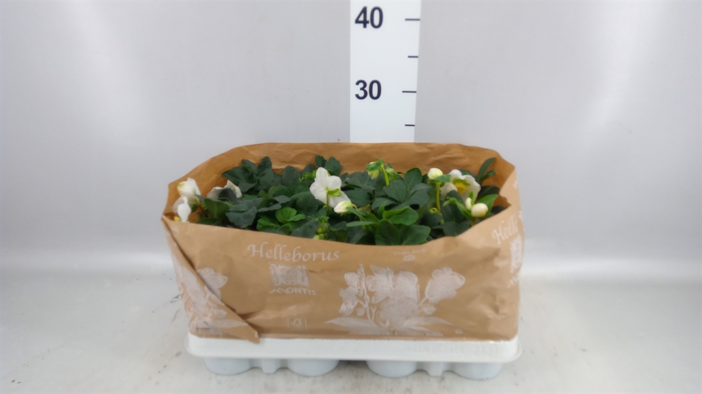 Hell Ni Chr Carol 9Ø 14cm