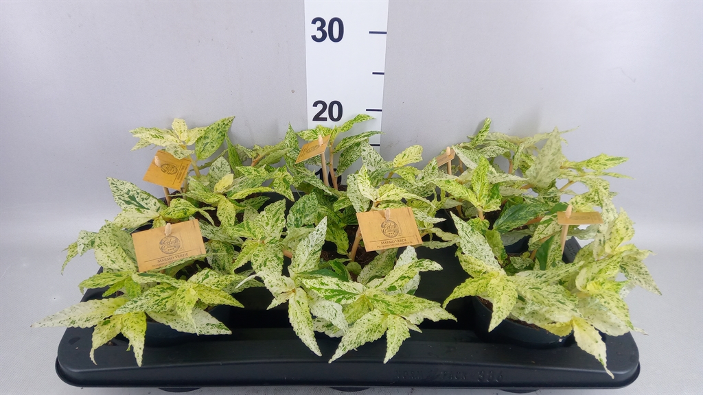 Pellonia R Variegata 12Ø 20cm
