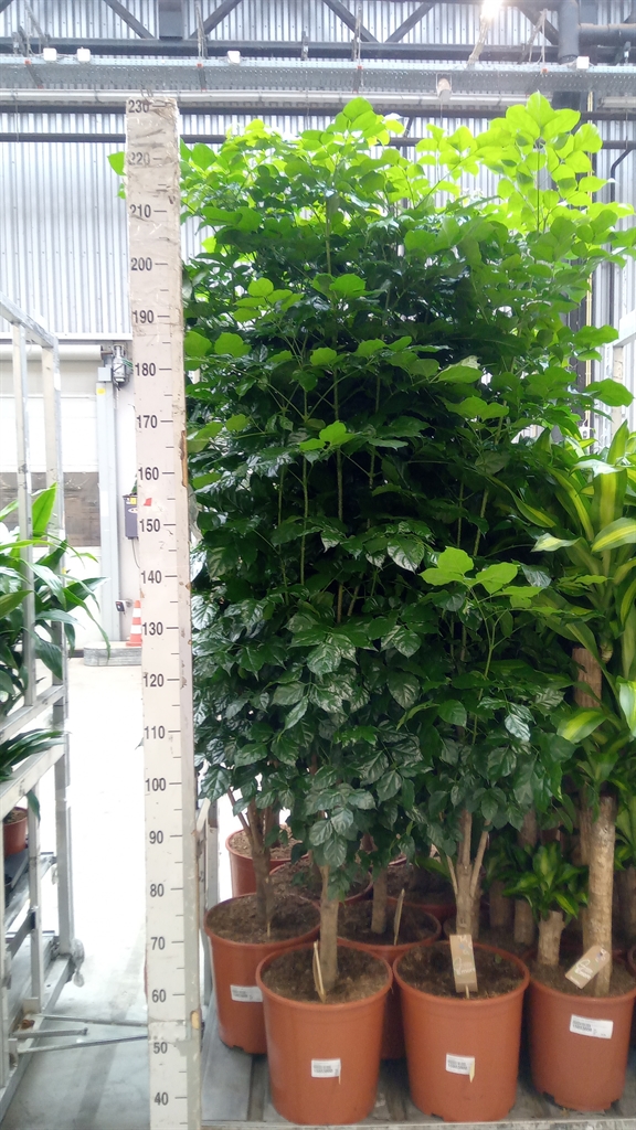 Radermachera Sinica 30Ø 180cm