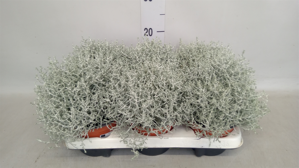 Leucophyta Brownii 13Ø 22cm
