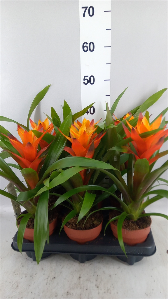 Guzmania Variada 12Ø 50cm