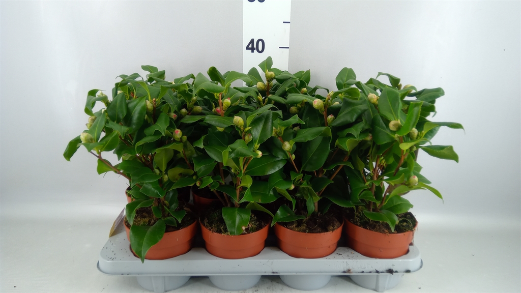 Camellia Japonica Dr King 13Ø 40cm