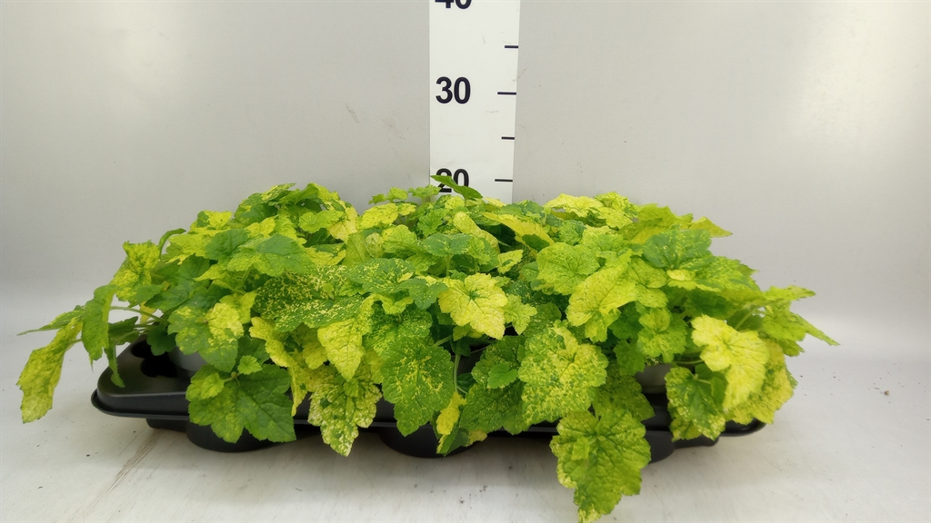 Tolmiea M Bont 12Ø 20cm