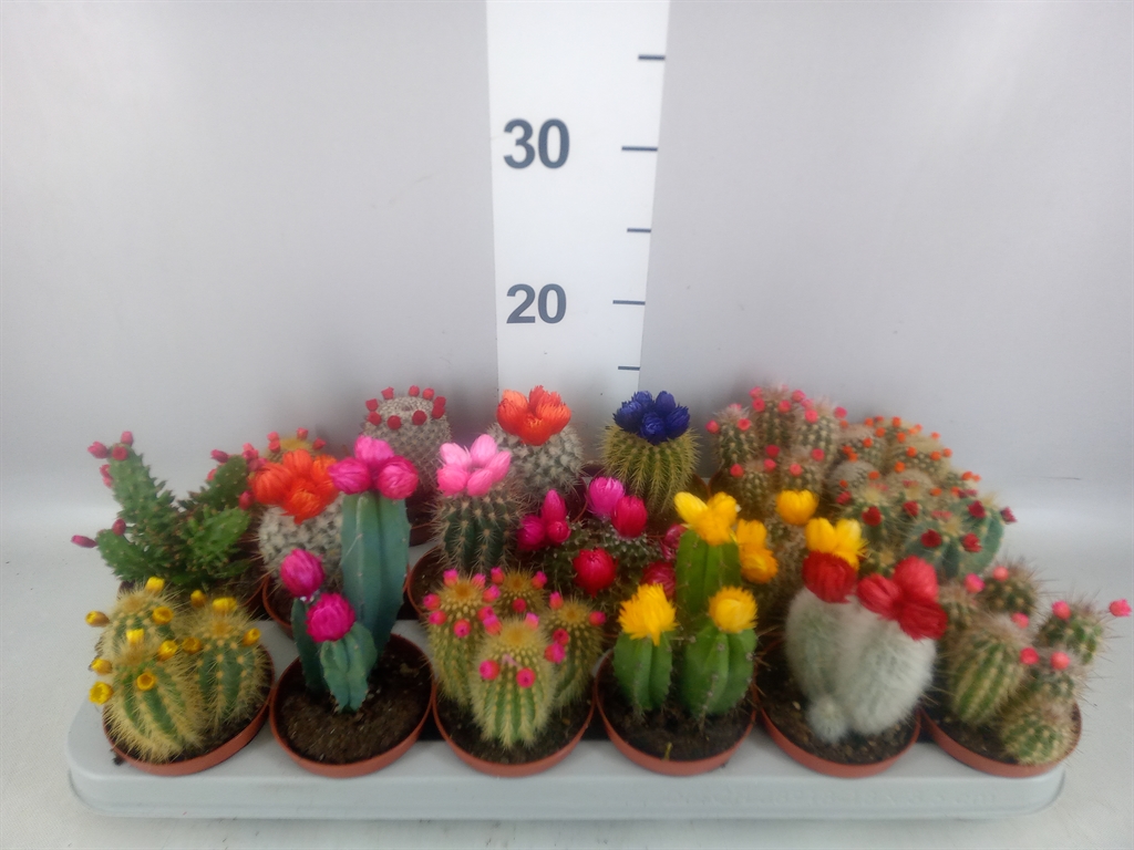 Cactus Decorated 8Ø 12cm