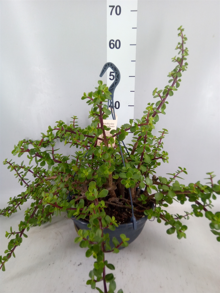 Portulacaria Afra 27Ø 50cm
