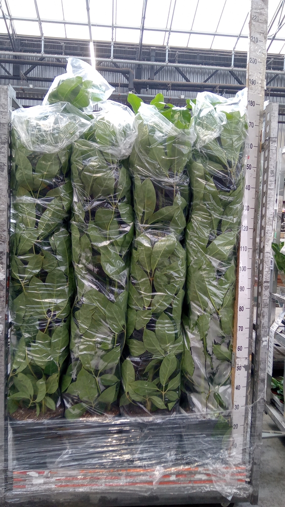 Schef Ov Amate 30Ø 150cm