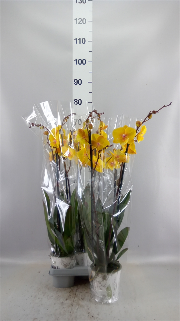 Phal Manta Palau 12Ø 60cm