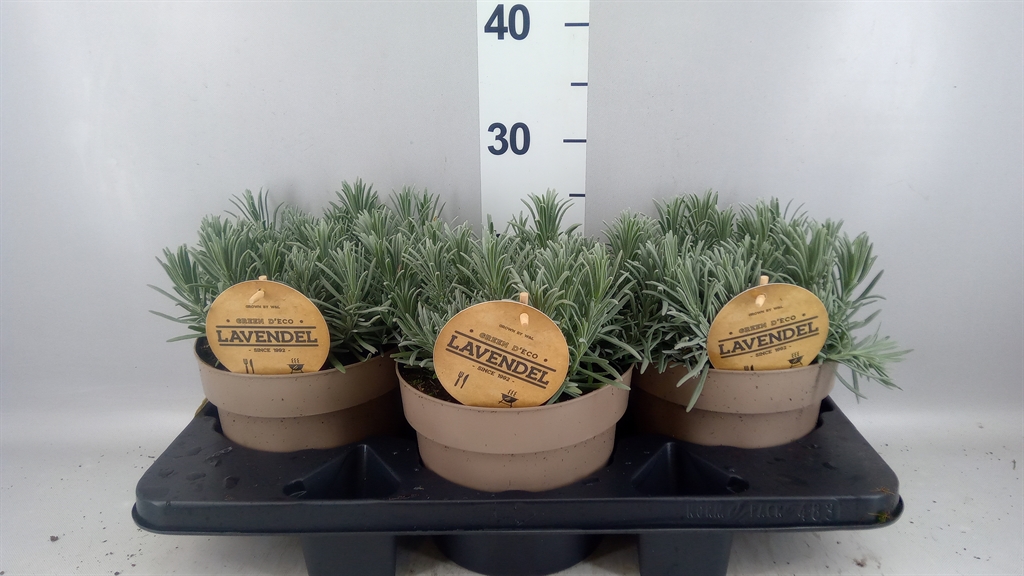 Lavandula Grosso 19Ø 20cm