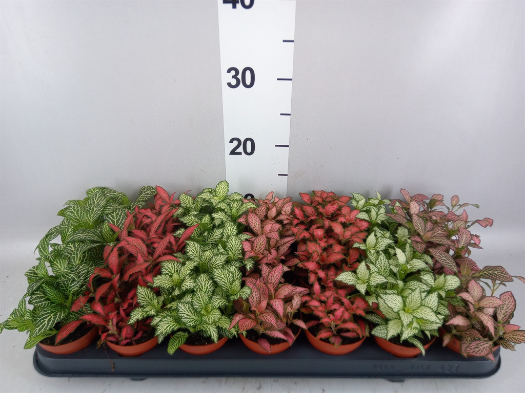 Fittonia Mix 7 Colours 8Ø 12cm
