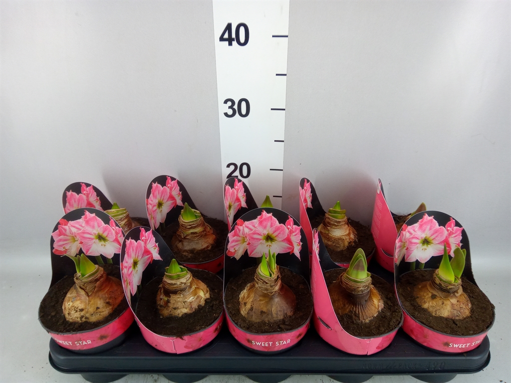 Hippeastrum Sweet Star 12Ø 25cm